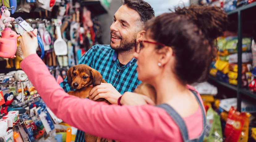 Two people, one person holds a sweet little auburn dog