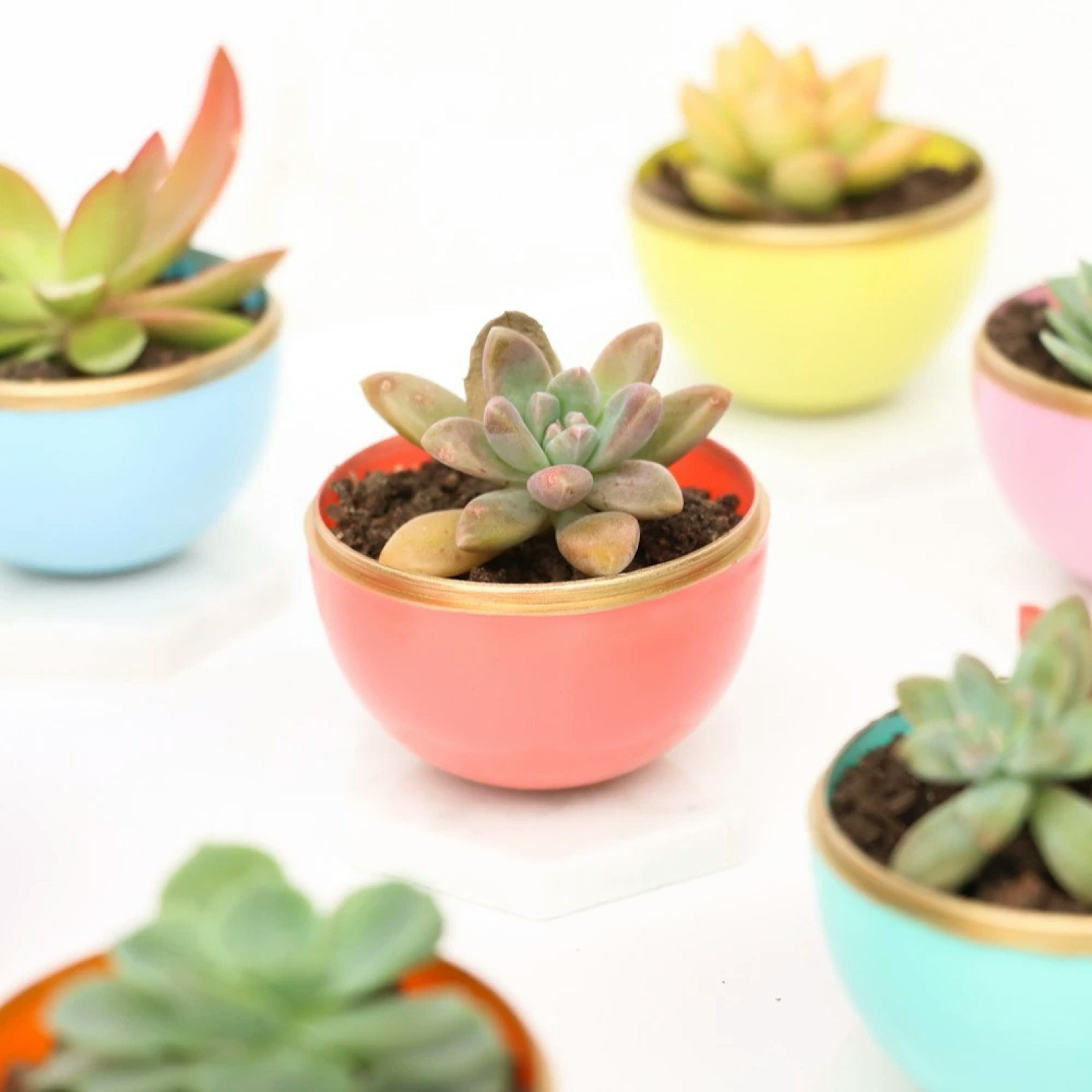 succulent Planters