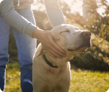 Ibotta-DLP-BlueBuffalo-Flex-123125-V01a-Mobile