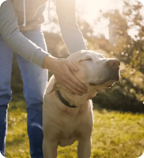 Ibotta-DLP-BlueBuffalo-Flex-123125-V01a